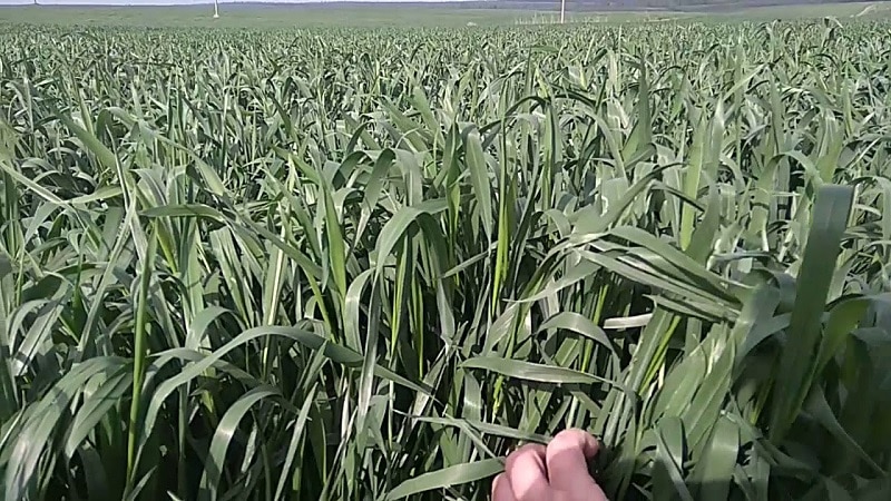 Review of winter wheat variety Yuka