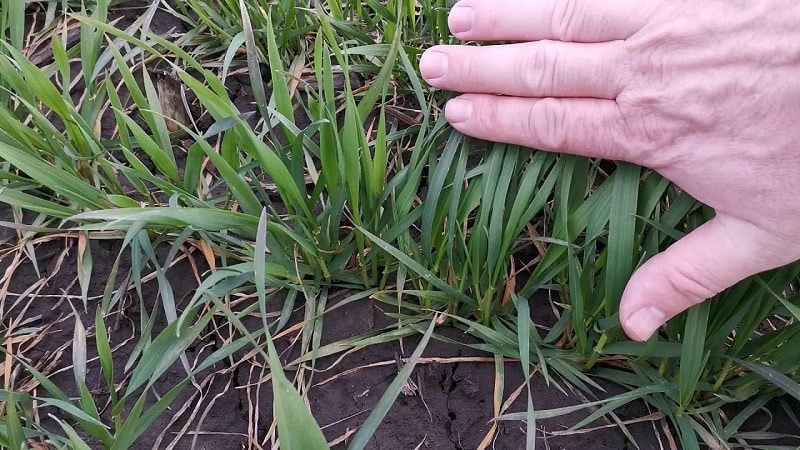 Review of winter wheat variety Yuka