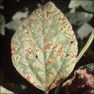 What diseases do sweet peppers have: methods of combating them and photos of leaves