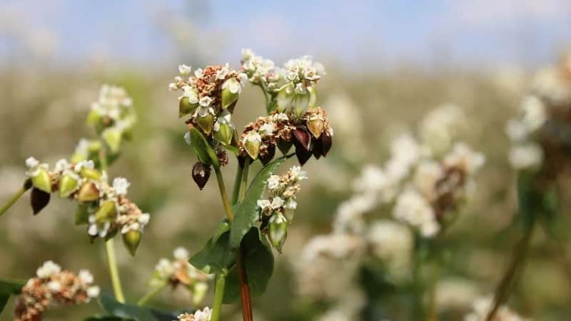 Why do people in Russia love buckwheat so much and why don’t foreigners eat it?