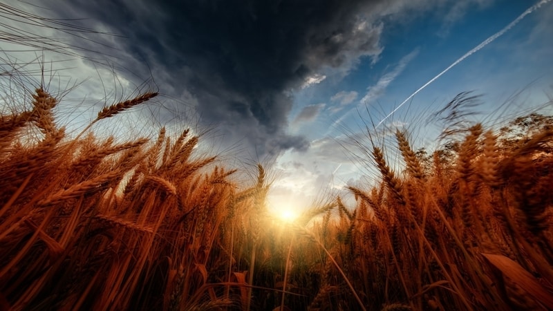 What is good about the Grom wheat variety and what are its features?