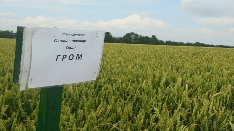 What is good about the Grom wheat variety and what are its features?