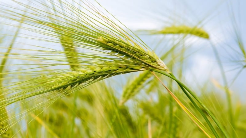 What is good about the Grom wheat variety and what are its features?