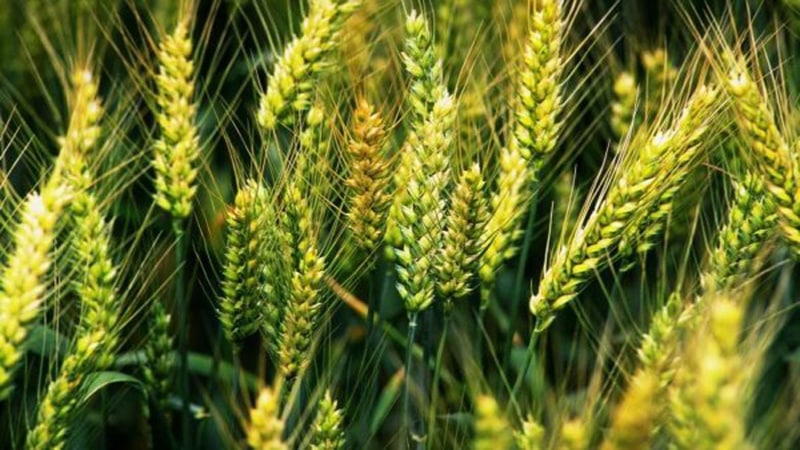 What is good about the Grom wheat variety and what are its features?
