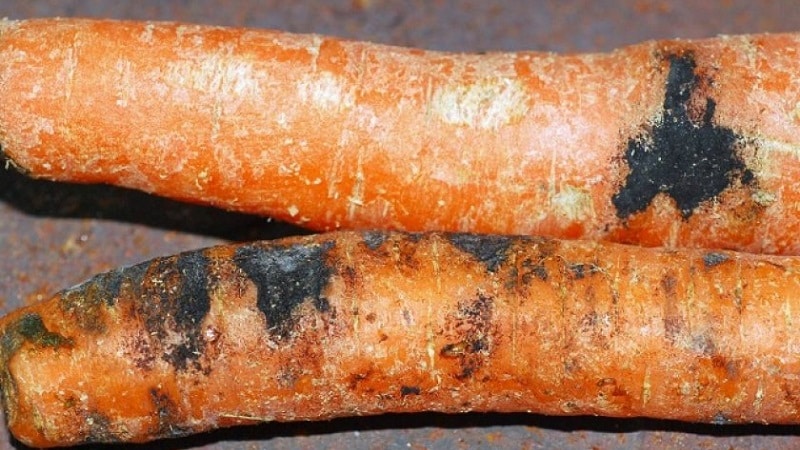 How to deal with diseases and pests of carrots