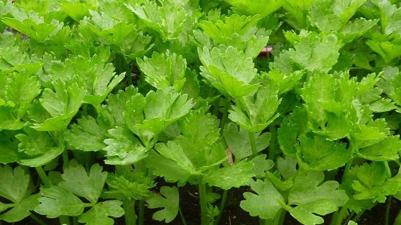 Growing and caring for celery in open ground