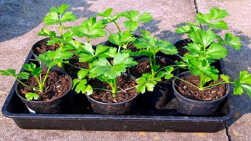 Growing and caring for celery in open ground