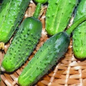 The best varieties of cucumbers for growing in Siberia in a greenhouse and open ground