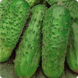 The best varieties of cucumbers for growing in Siberia in a greenhouse and open ground