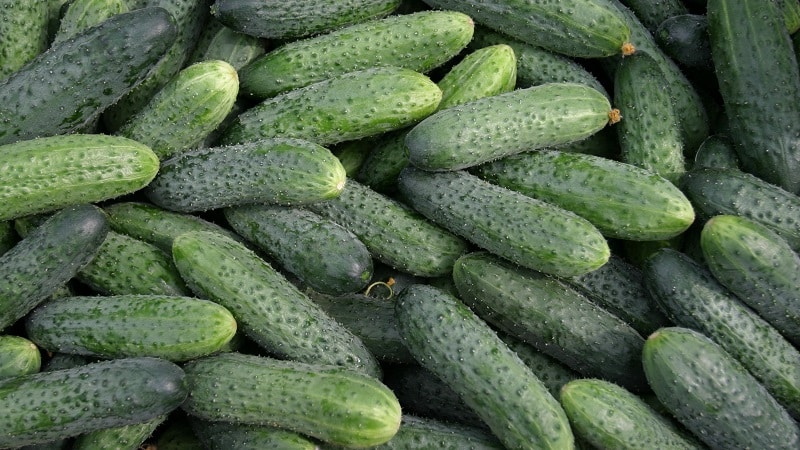 The best varieties of cucumbers for growing in Siberia in a greenhouse and open ground