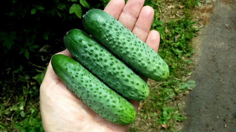 The best varieties of cucumbers for growing in Siberia in a greenhouse and open ground