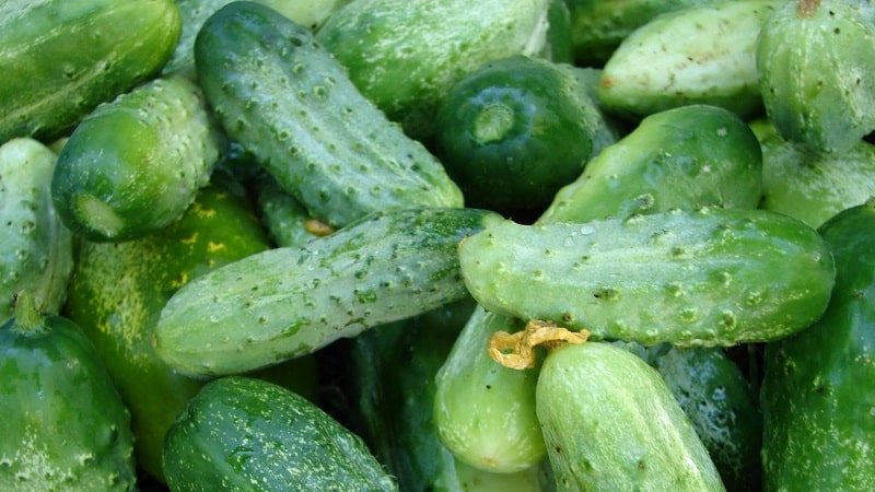 The best varieties of cucumbers for growing in Siberia in a greenhouse and open ground