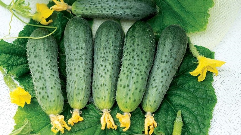 The best varieties of cucumbers for growing in Siberia in a greenhouse and open ground