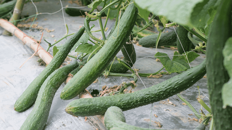 The best varieties of cucumbers for growing in Siberia in a greenhouse and open ground
