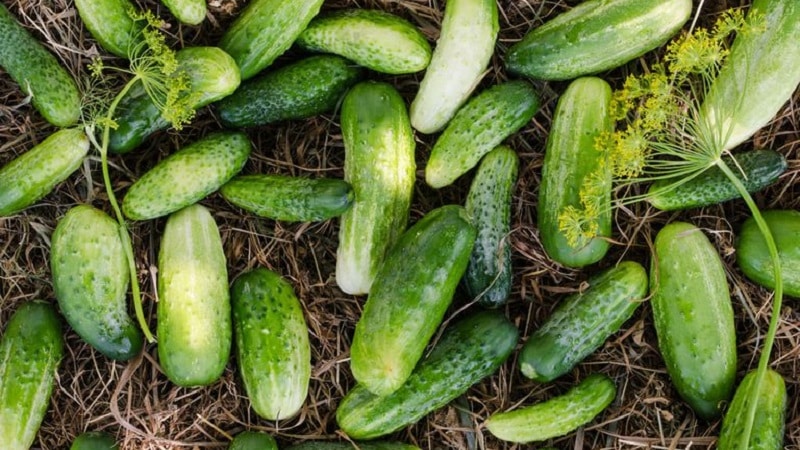 The best varieties of cucumbers for growing in Siberia in a greenhouse and open ground