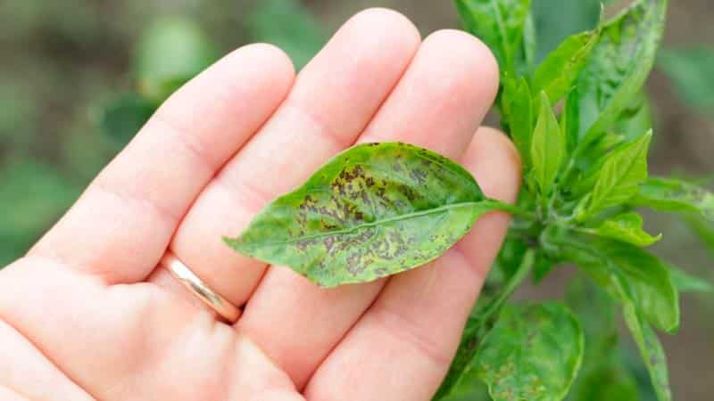 Why the ovaries of peppers fall off and what to do to save the beds