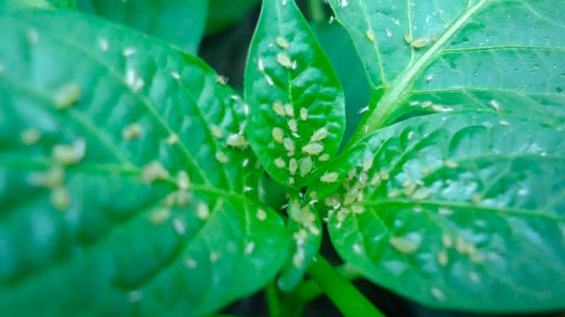 Why the ovaries of peppers fall off and what to do to save the beds