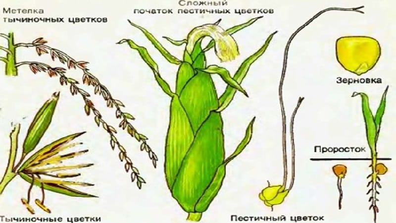 We study the structure of corn from A to Z: what parts does the vegetable consist of and where is each part used?