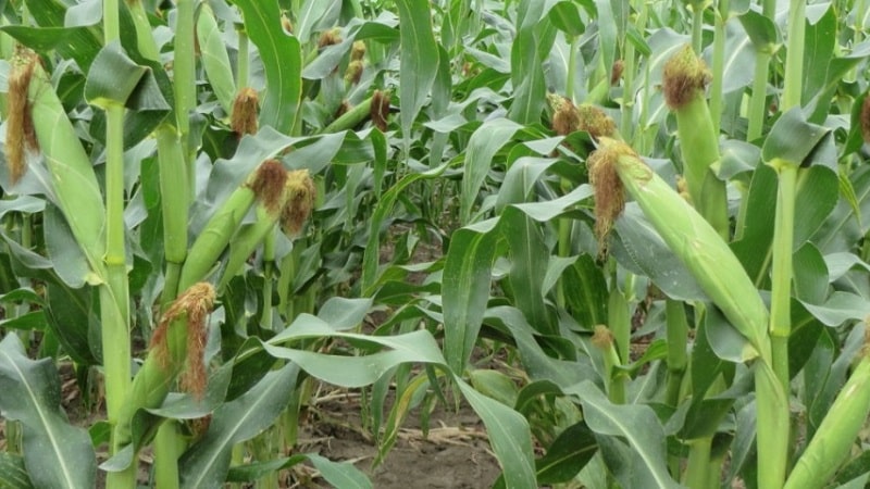 We study the structure of corn from A to Z: what parts does the vegetable consist of and where is each part used?