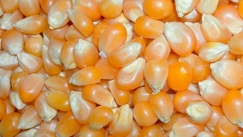 We study the structure of corn from A to Z: what parts does the vegetable consist of and where is each part used?