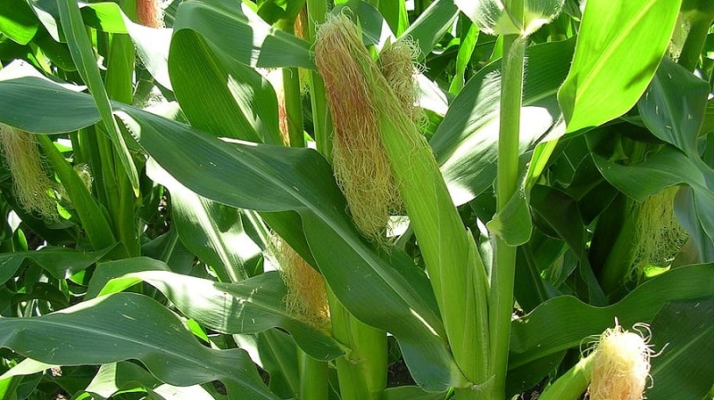 We study the structure of corn from A to Z: what parts does the vegetable consist of and where is each part used?