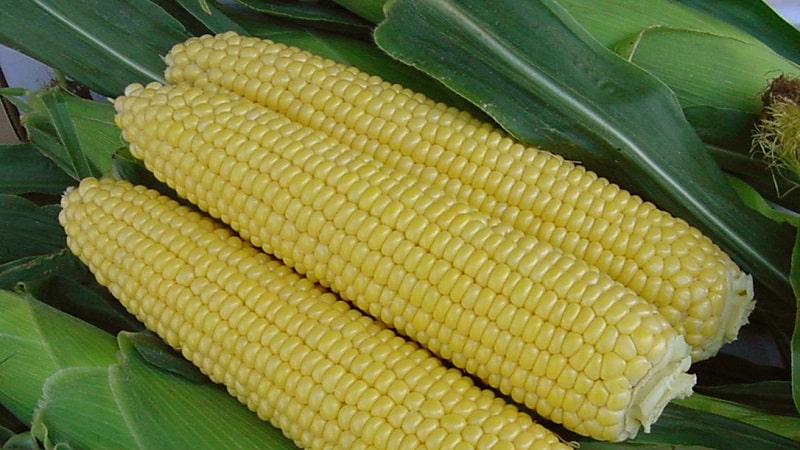 We study the structure of corn from A to Z: what parts does the vegetable consist of and where is each part used?