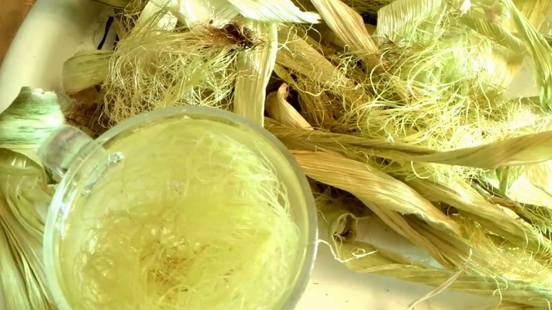 We study the structure of corn from A to Z: what parts does the vegetable consist of and where is each part used?