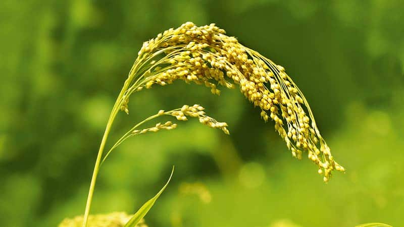 What is the difference between millet and wheat and how to use them in cooking