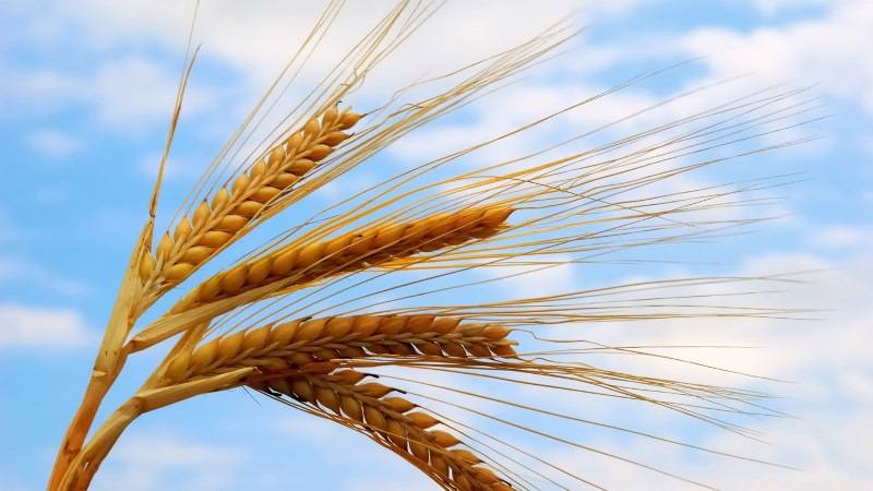 What is the difference between millet and wheat and how to use them in cooking