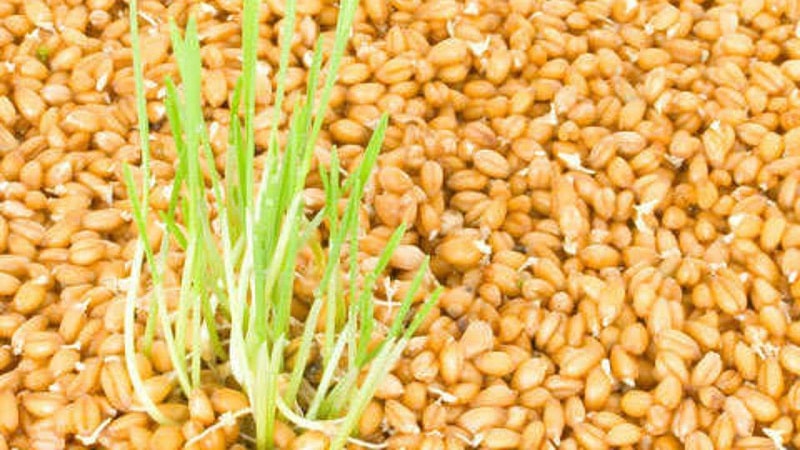 What is the difference between millet and wheat and how to use them in cooking