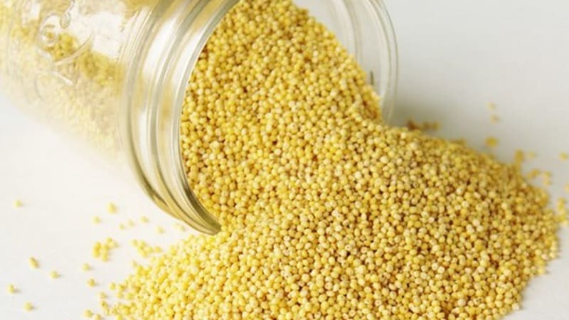 What is the difference between millet and wheat and how to use them in cooking