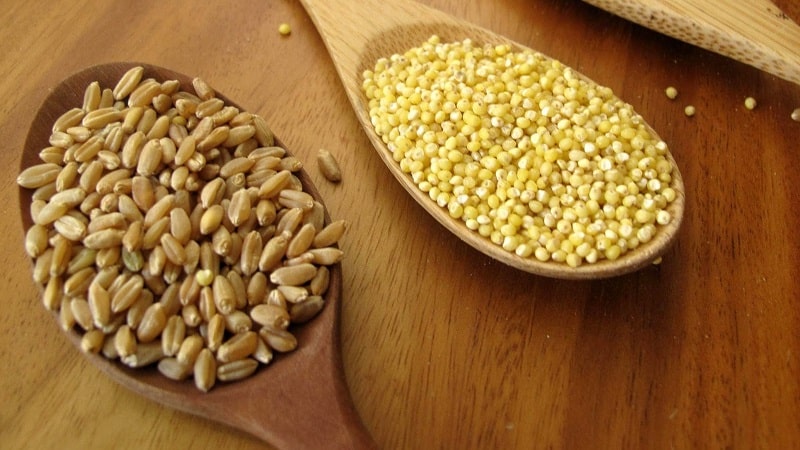 What is the difference between millet and wheat and how to use them in cooking