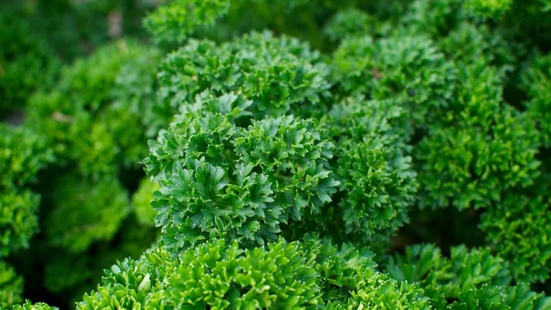 Why parsley was banned in Russia: are there any narcotic substances in the plant?