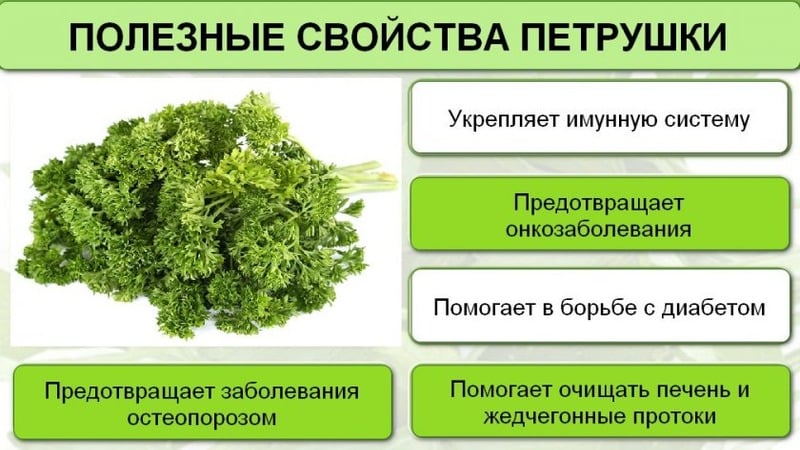 Why parsley was banned in Russia: are there any narcotic substances in the plant?