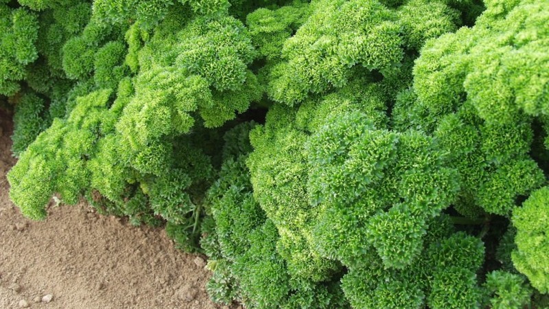 Why parsley was banned in Russia: are there any narcotic substances in the plant?