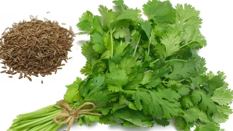 Why parsley was banned in Russia: are there any narcotic substances in the plant?