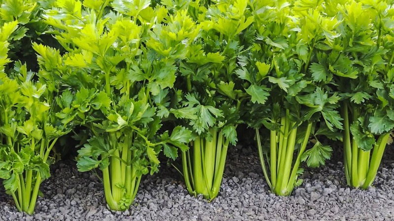 Why parsley was banned in Russia: are there any narcotic substances in the plant?