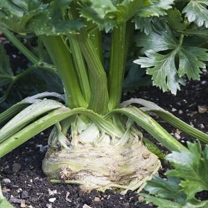 What is good about root celery, how to grow and use it correctly