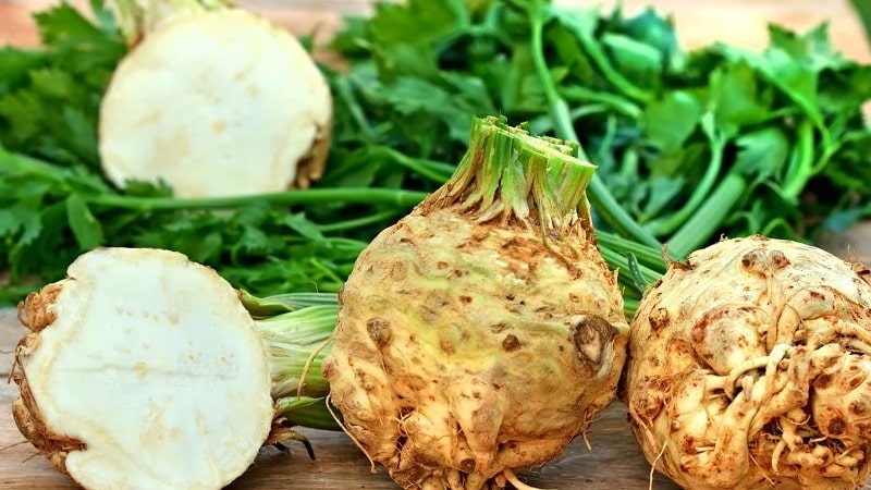 What is good about root celery, how to grow and use it correctly