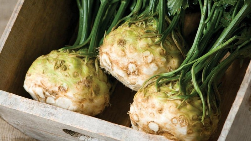 What is good about root celery, how to grow and use it correctly