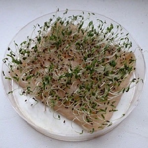 What is good about root celery, how to grow and use it correctly
