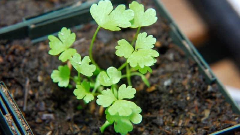 What is good about root celery, how to grow and use it correctly