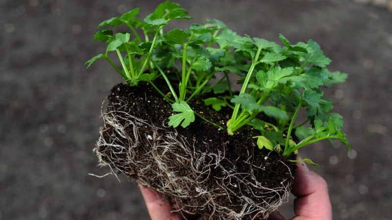What is good about root celery, how to grow and use it correctly