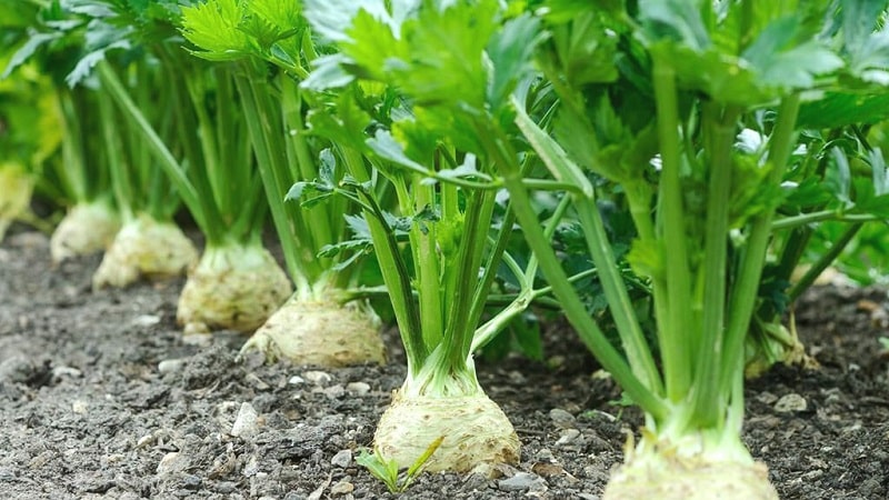 What is good about root celery, how to grow and use it correctly