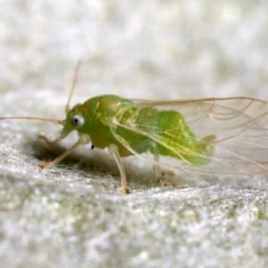 Diseases and pests of parsley: photos, methods of control and prevention