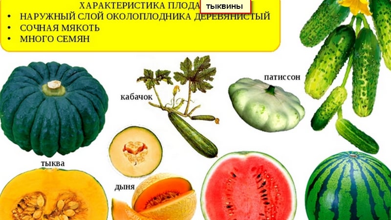 Are watermelon and melon berries or not, and why?