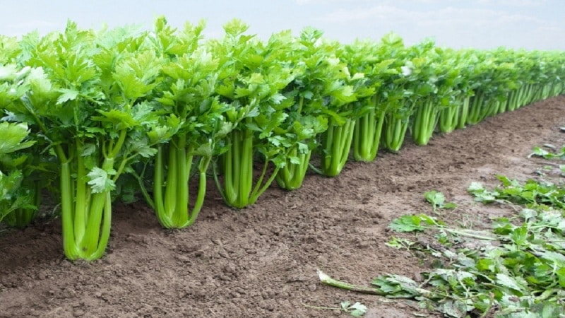 Growing and caring for celery in open ground