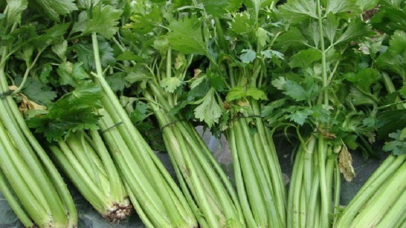 How to grow and use petiole celery with maximum benefit for the body