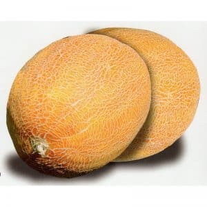 Description and characteristics of melon crossed with pineapple: what does the mini-fruit taste like?