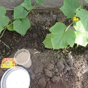 The benefits of fertilizing cucumbers with yeast and how to apply it correctly